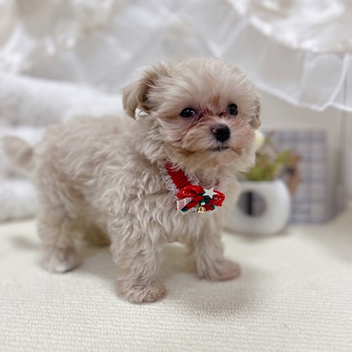 岐阜県のマルプー(マルチーズ×プードル) (犬の家＆猫の里カラフルタウン岐阜店/2025年10月20日生まれ/男の子/クリーム)の子犬の3枚目の画像