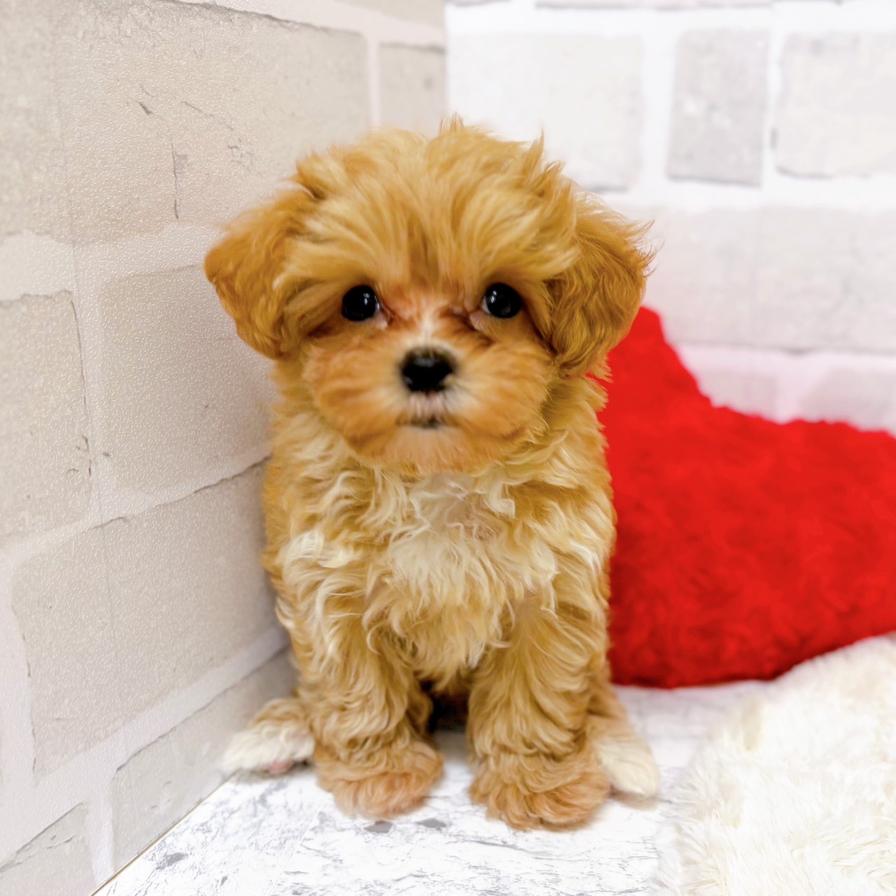 京都府のマルプー(マルチーズ×プードル) (犬の家＆猫の里京都精華店/2025年10月20日生まれ/女の子/アプリコット)の子犬の3枚目の画像