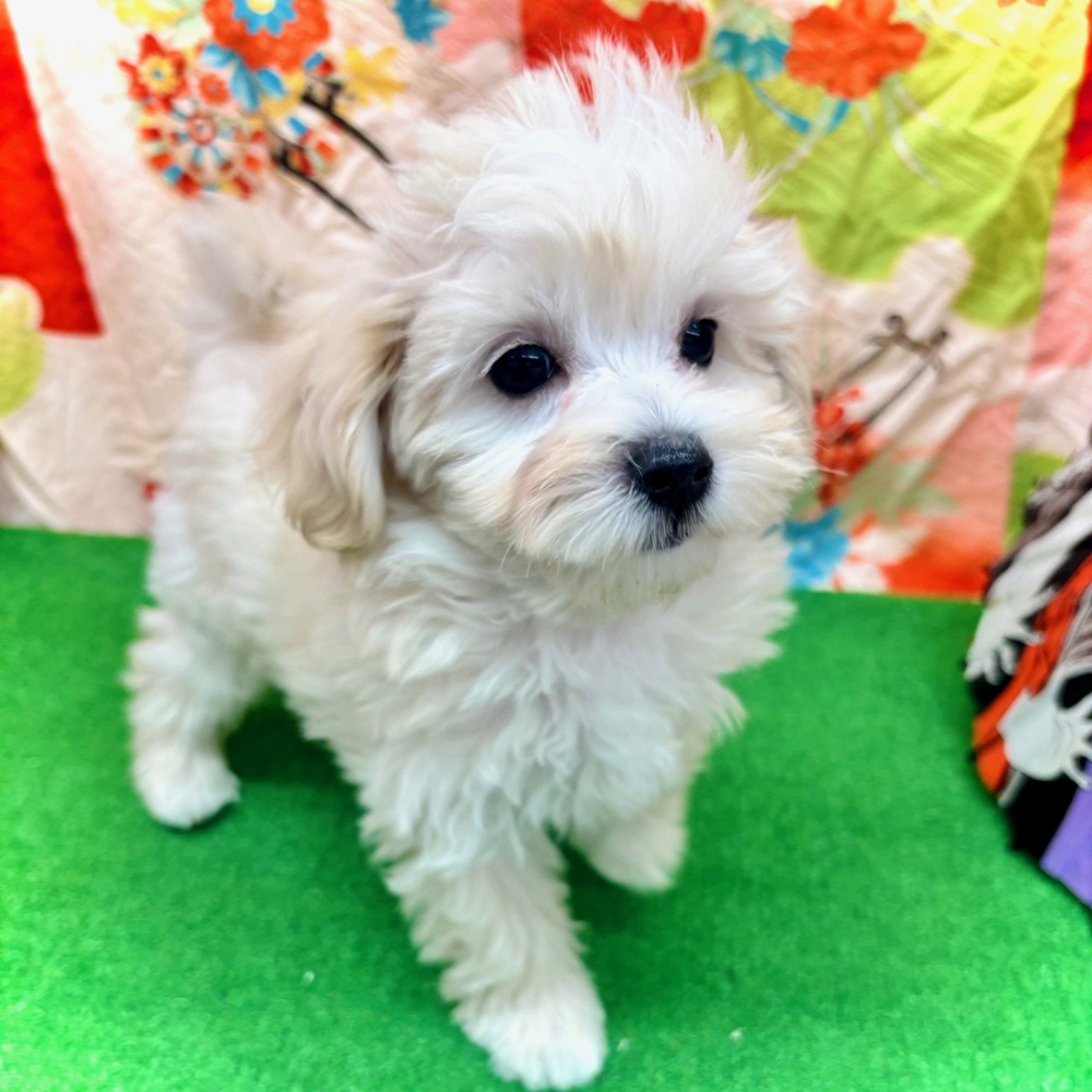 愛知県のマルプー(マルチーズ×プードル) (犬の家＆猫の里名古屋天白店/2025年10月20日生まれ/女の子/クリームホワイト)の子犬の3枚目の画像