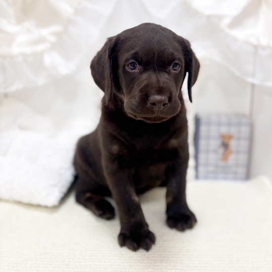 岐阜県のラブラドールレトリーバー (犬の家＆猫の里カラフルタウン岐阜店/2025年10月20日生まれ/男の子/チョコレート)の子犬の3枚目の画像