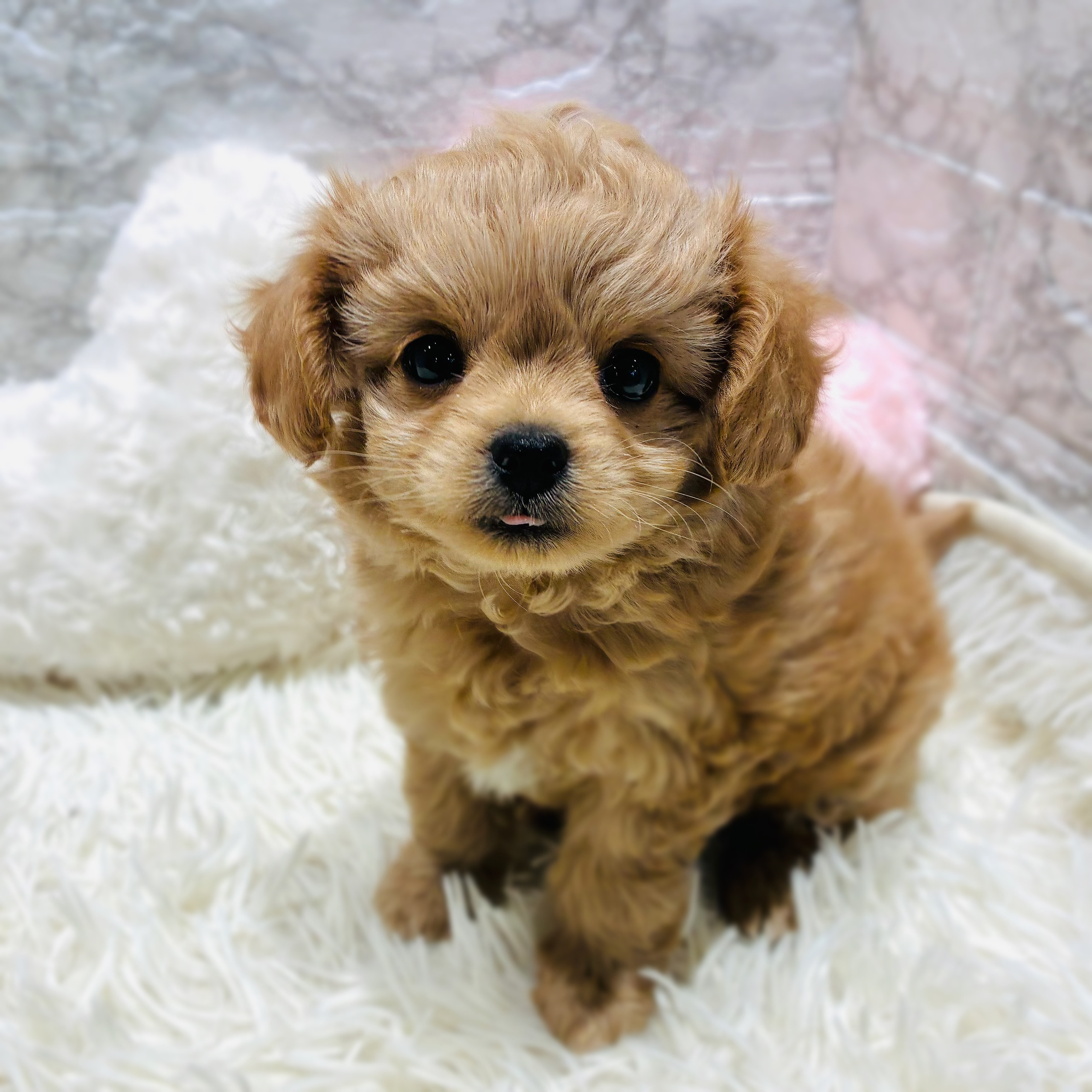 愛知県のチワプー/プーチー(チワワ×プードル) (犬の家＆猫の里MiO香久山店/2025年10月20日生まれ/男の子/アプリコット)の子犬の3枚目の画像