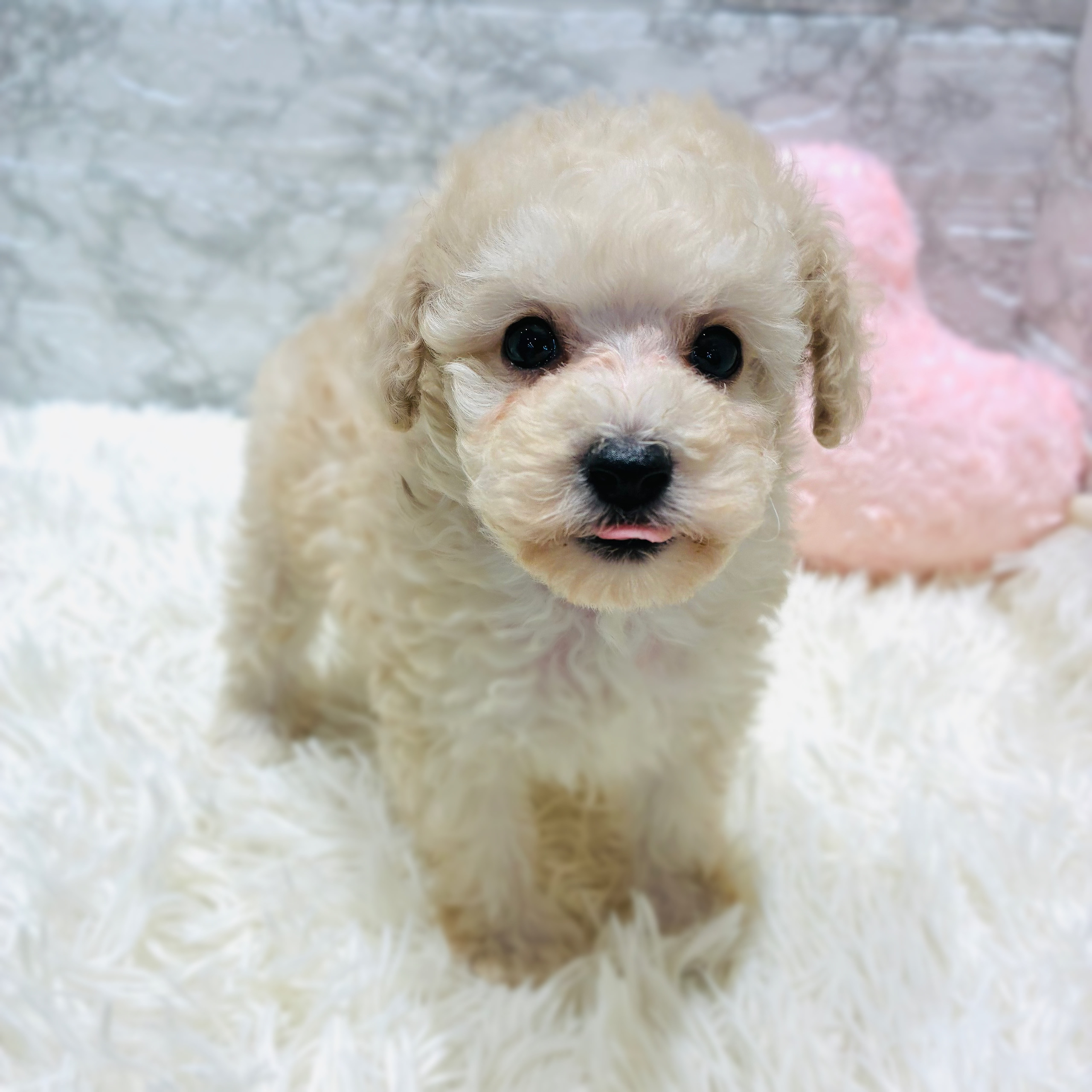 愛知県のトイプードル(トイ) (犬の家＆猫の里MiO香久山店/2025年10月20日生まれ/男の子/ホワイト)の子犬の3枚目の画像