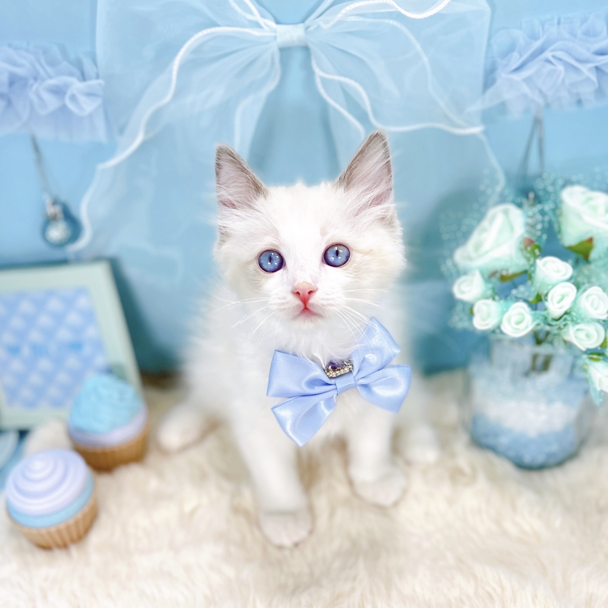 福井県のラグドール (犬の家＆猫の里アミーゴ福井大和田店/2025年10月22日生まれ/男の子/ブルーポイントバイカラー)の子猫の3枚目の画像