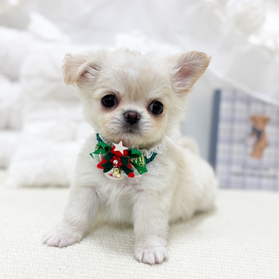 岐阜県のチワワ(ロング) (犬の家＆猫の里カラフルタウン岐阜店/2025年10月20日生まれ/男の子/クリームホワイト)の子犬の3枚目の画像