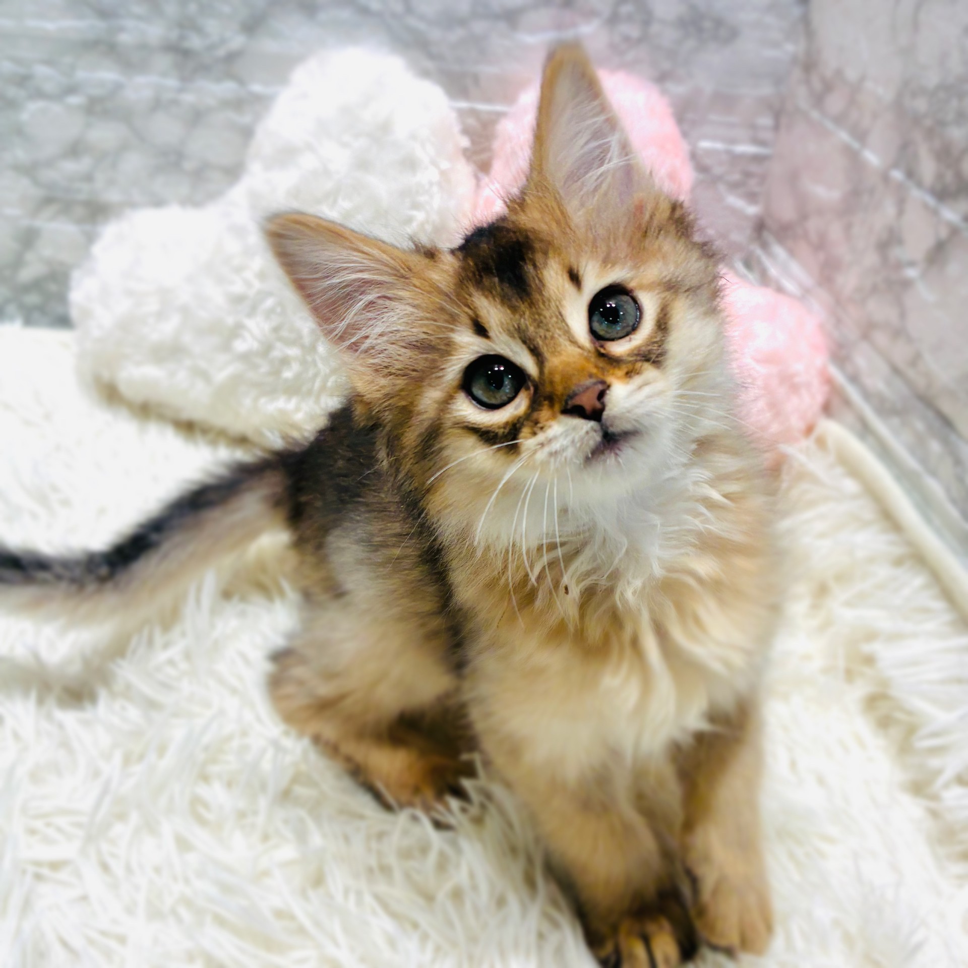 愛知県のソマリ (犬の家＆猫の里MiO香久山店/2025年10月21日生まれ/女の子/ルディ)の子猫の1枚目の画像