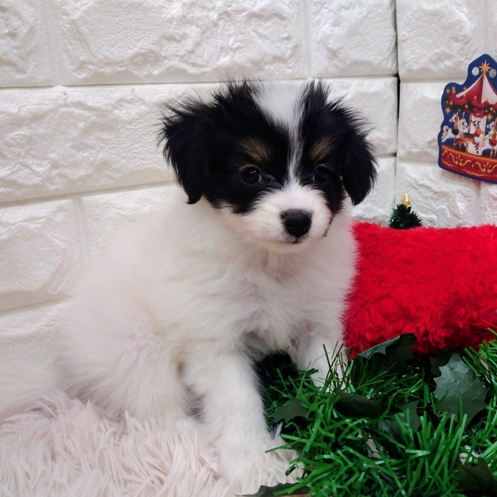 愛知県のパピヨン (犬の家＆猫の里MEGAドン・キホーテ東海名和店/2025年10月20日生まれ/男の子/トライカラー)の子犬の3枚目の画像