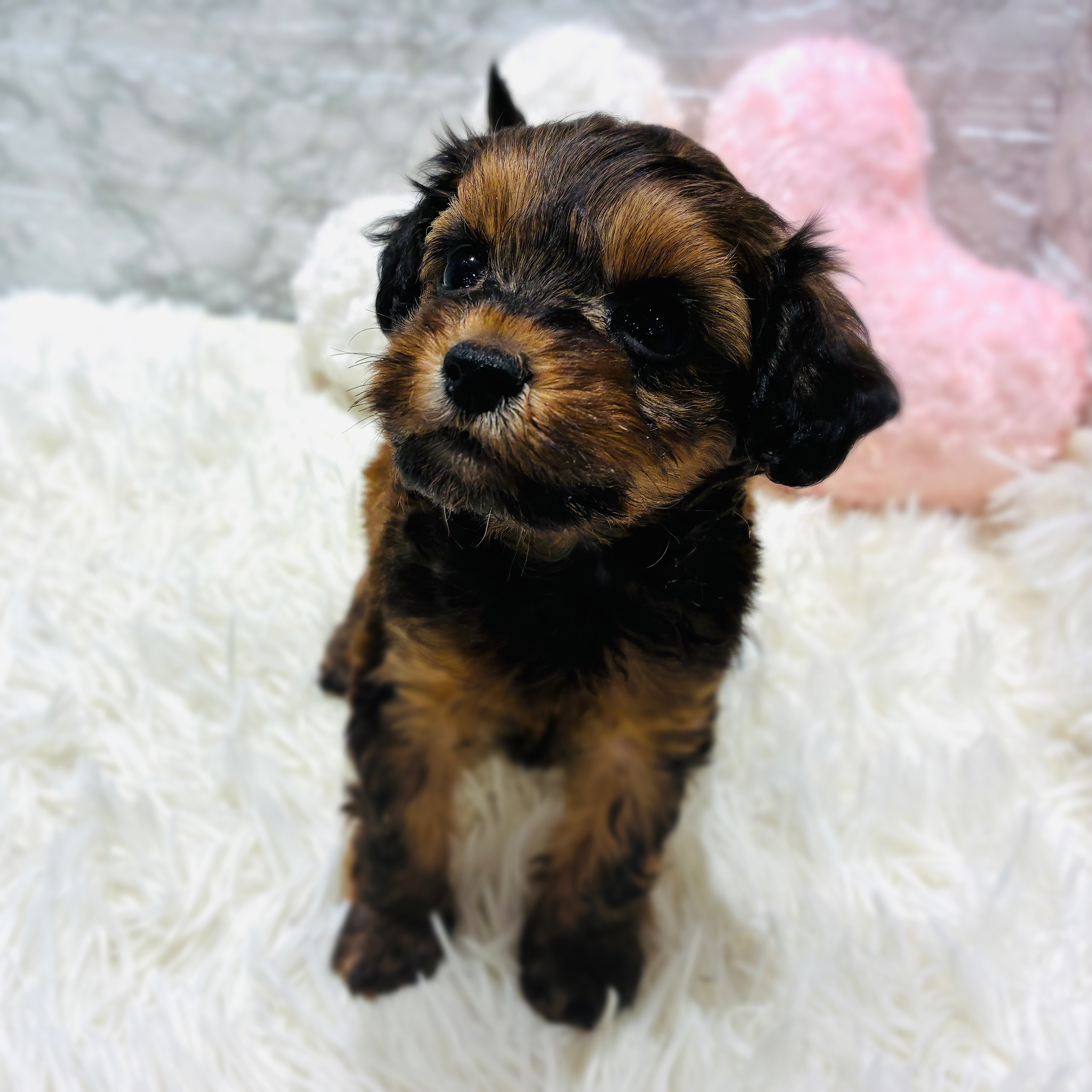 愛知県のハーフ犬・ミックス犬 (犬の家＆猫の里MiO香久山店/2025年10月20日生まれ/女の子/レッド)の子犬の3枚目の画像