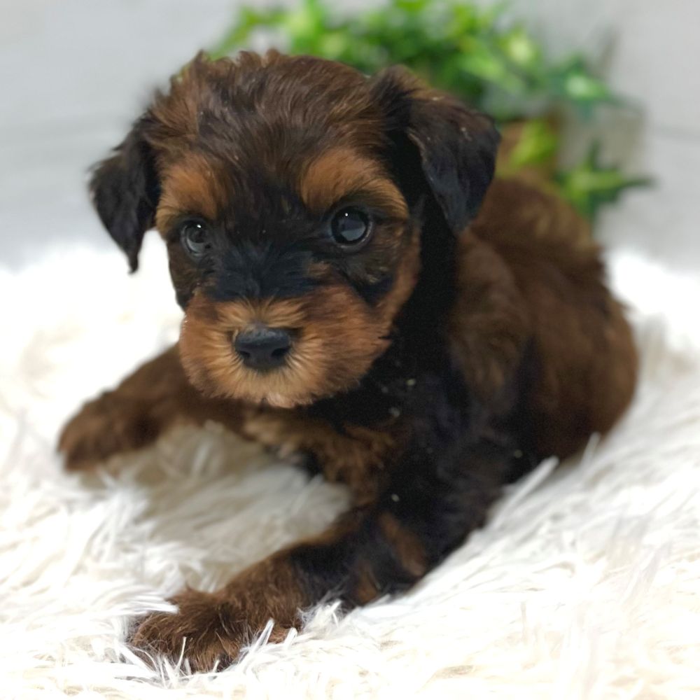 愛知県のハーフ犬・ミックス犬 (犬の家＆猫の里豊田店/2025年10月20日生まれ/男の子/レッド)の子犬の3枚目の画像