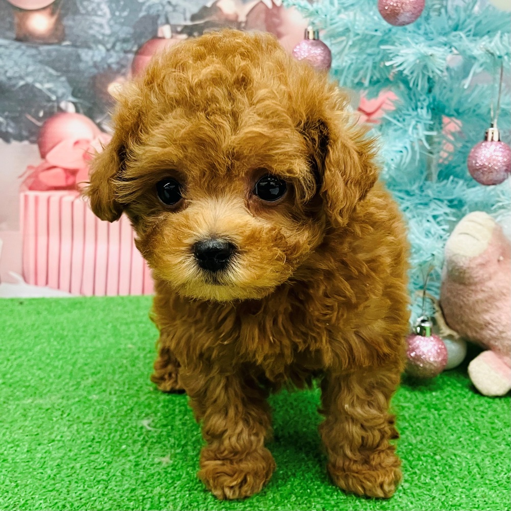 愛知県のトイプードル(トイ) (犬の家＆猫の里名古屋天白店/2025年10月22日生まれ/女の子/レッド)の子犬の3枚目の画像