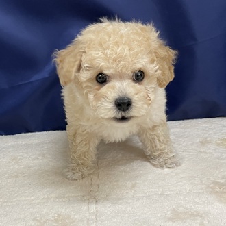 愛知県のビションプー(ビションフリーゼ×プードル) (犬の家＆猫の里一宮店/2025年10月22日生まれ/男の子/クリーム)の子犬の3枚目の画像