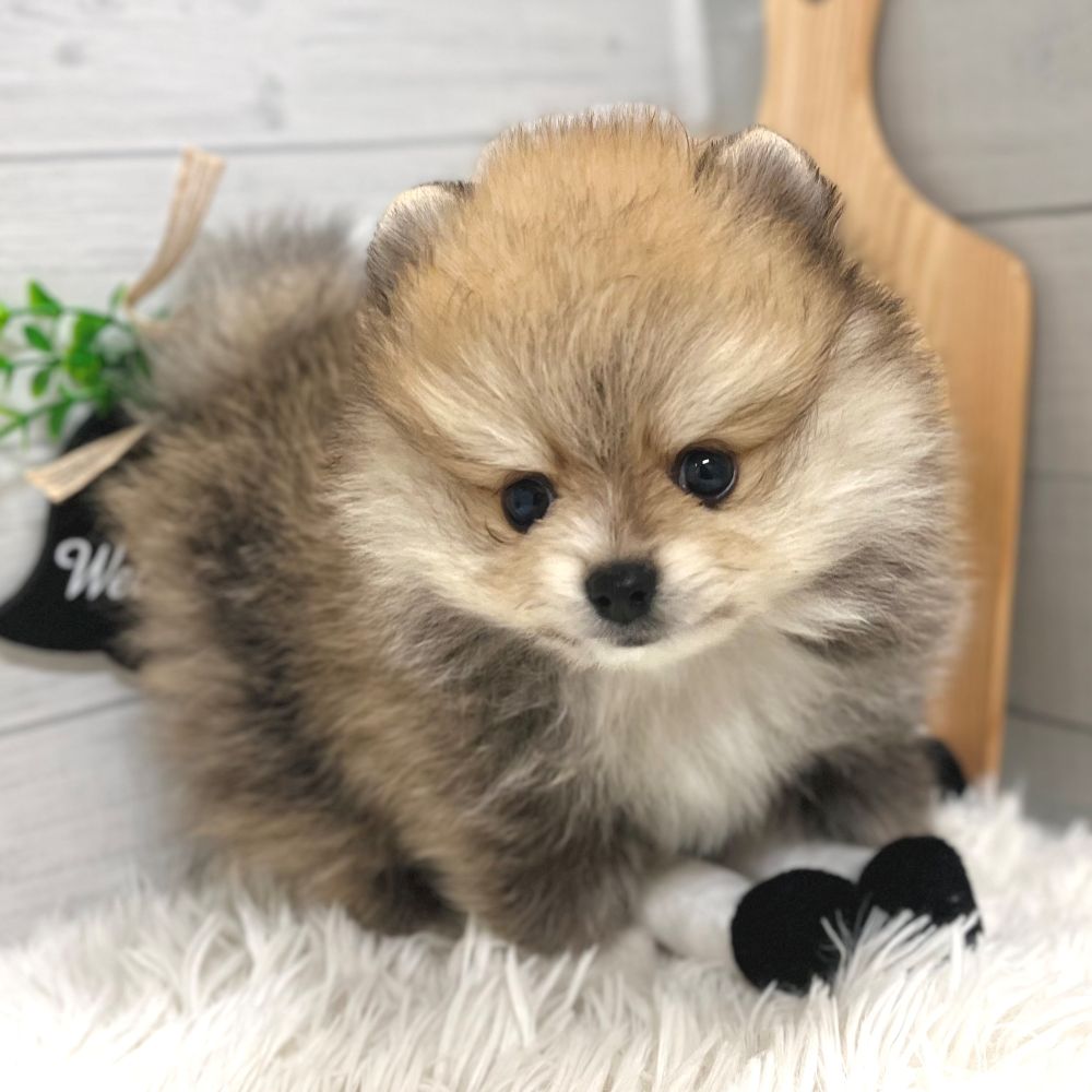 愛知県のポメラニアン (犬の家＆猫の里豊田店/2025年10月22日生まれ/男の子/オレンジ)の子犬の3枚目の画像