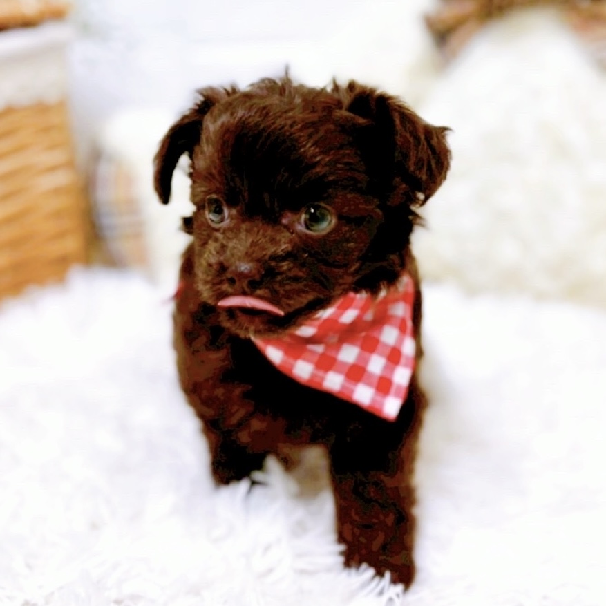 滋賀県のチワプー/プーチー(チワワ×プードル) (犬の家＆猫の里近江八幡店/2025年10月22日生まれ/女の子/チョコレート)の子犬の3枚目の画像