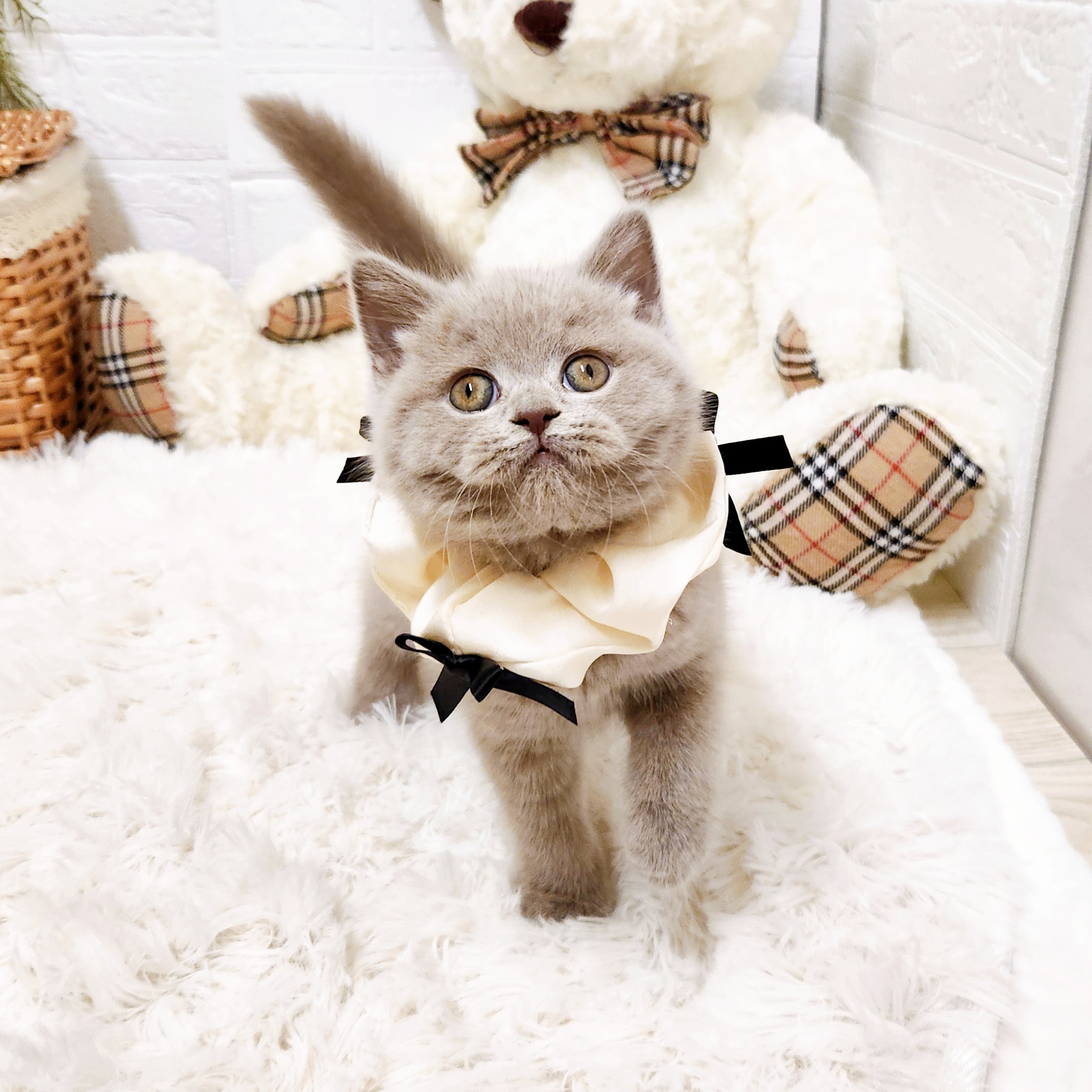 滋賀県のブリティッシュロングヘアー (犬の家＆猫の里近江八幡店/2025年10月23日生まれ/女の子/ライラック)の子猫の3枚目の画像