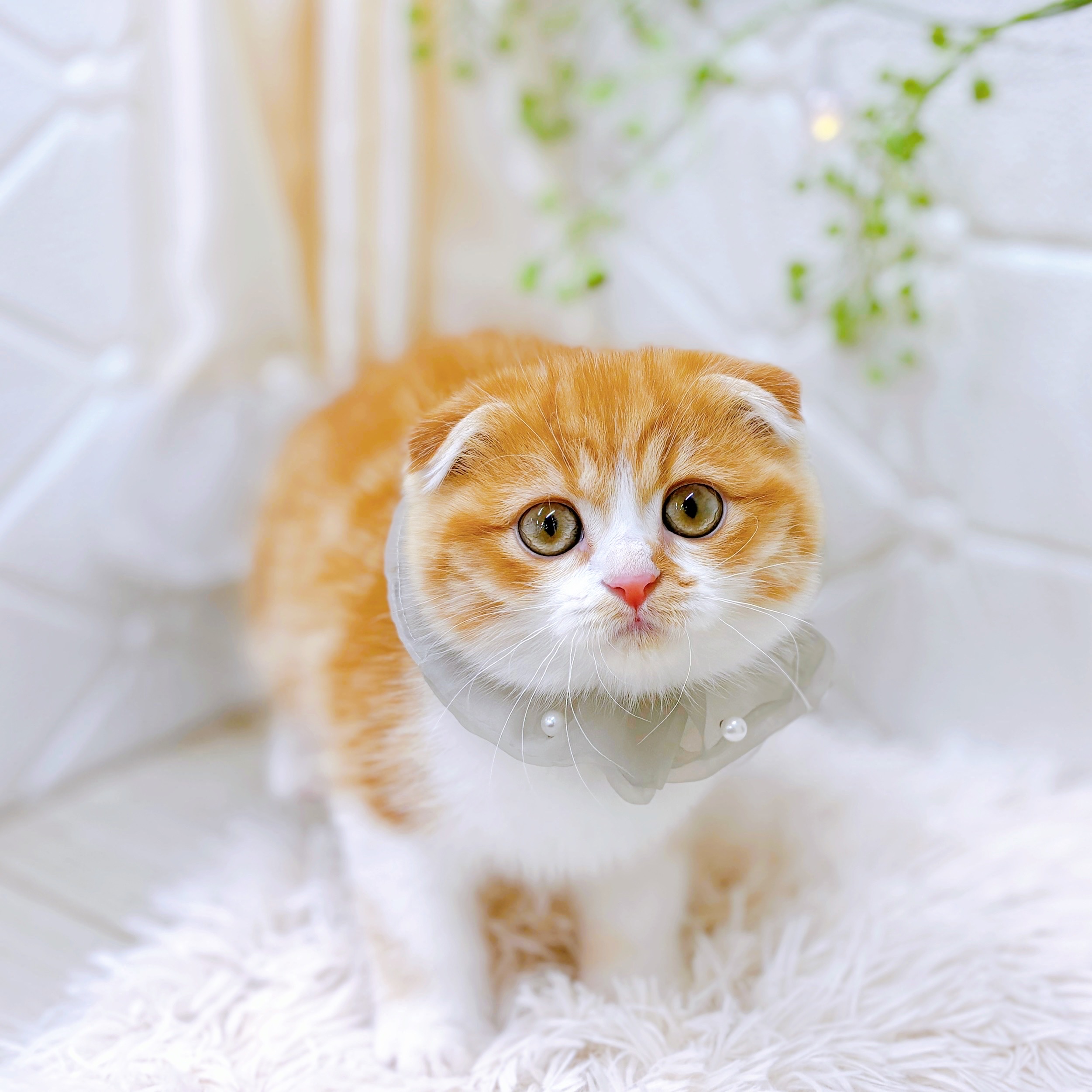 福井県のスコティッシュフォールド (犬の家＆猫の里アミーゴ福井店/2025年10月21日生まれ/男の子/レッドタビーホワイト)の子猫の3枚目の画像