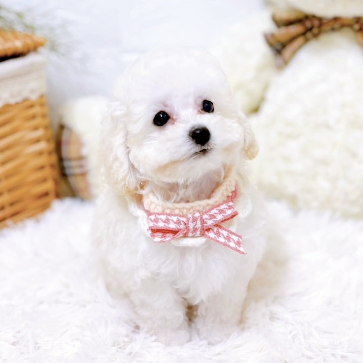 滋賀県のトイプードル(トイ) (犬の家＆猫の里近江八幡店/2025年10月22日生まれ/女の子/ホワイト)の子犬の3枚目の画像