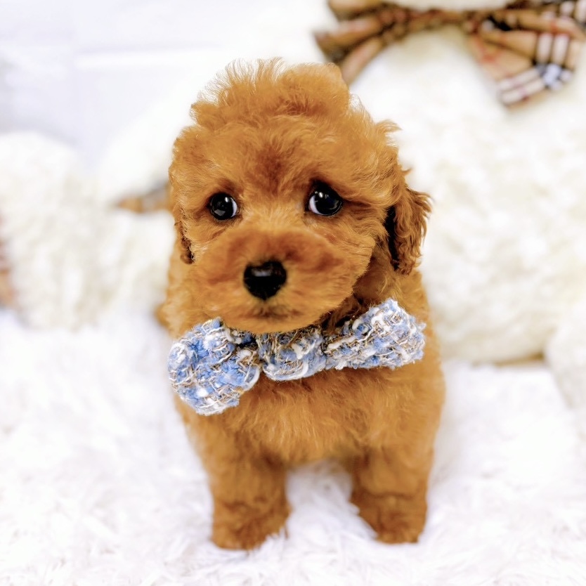 滋賀県のトイプードル(トイ) (犬の家＆猫の里近江八幡店/2025年10月21日生まれ/男の子/オレンジフォーン)の子犬の3枚目の画像