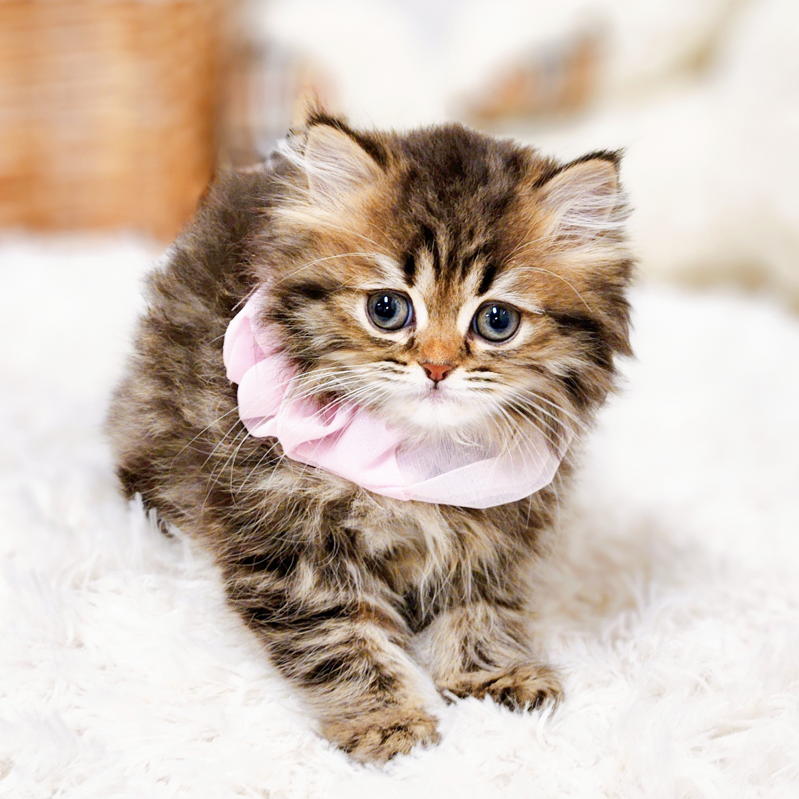 滋賀県のスコティッシュフォールド (犬の家＆猫の里近江八幡店/2025年10月12日生まれ/女の子/ブラウンパッチドタビー)の子猫の3枚目の画像