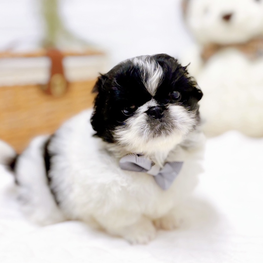 滋賀県のペキニーズ (犬の家＆猫の里近江八幡店/2025年10月23日生まれ/男の子/ブラックホワイト)の子犬の3枚目の画像
