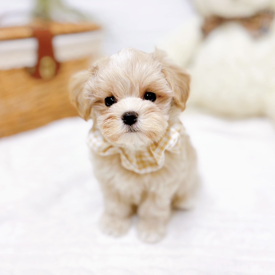 滋賀県のマルプー(マルチーズ×プードル) (犬の家＆猫の里近江八幡店/2025年10月22日生まれ/女の子/クリーム)の子犬の3枚目の画像