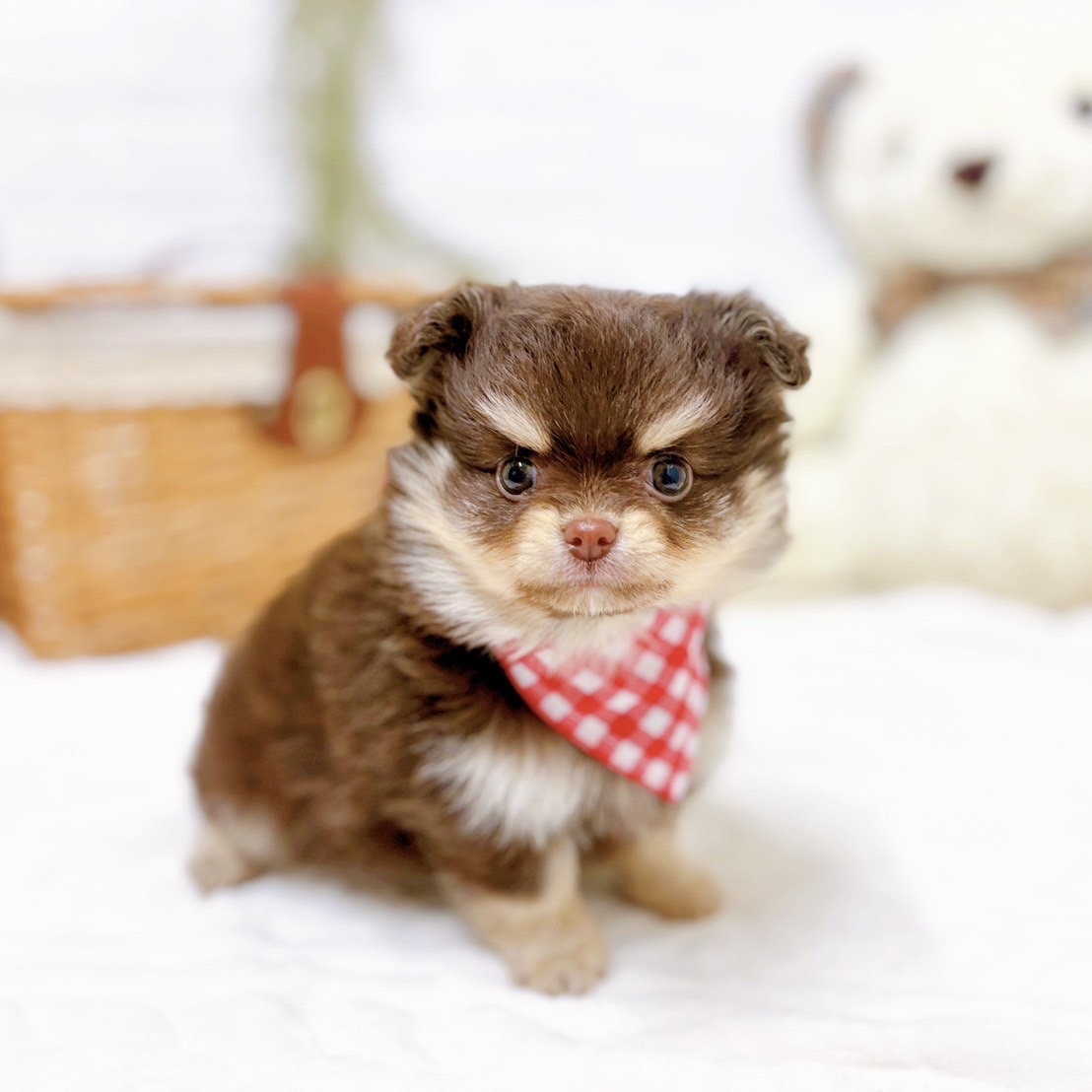 滋賀県のポメチワ/チワポメ/ポメチー(ポメラニアン×チワワ) (犬の家＆猫の里近江八幡店/2025年10月22日生まれ/女の子/チョコレートクリーム)の子犬の3枚目の画像