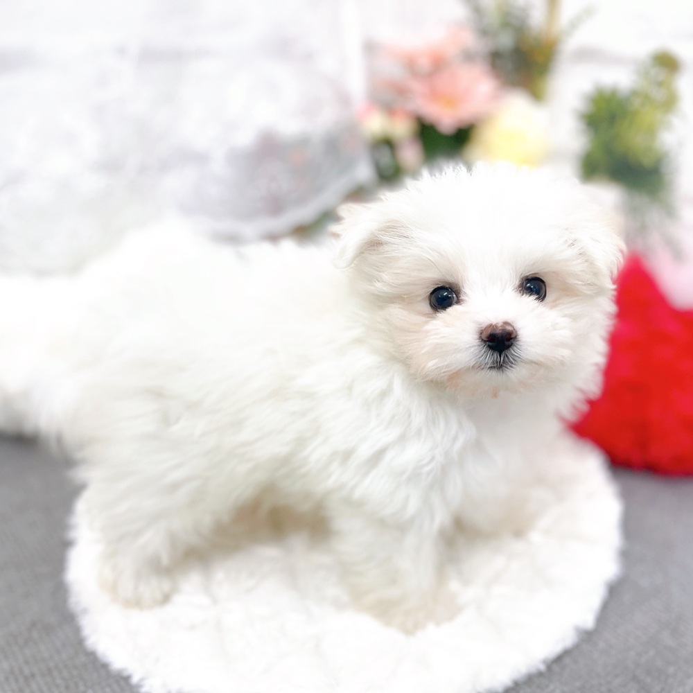 京都府のポメマル/マルポメ(ポメラニアン×マルチーズ) (犬の家＆猫の里京都樟葉店/2025年10月22日生まれ/女の子/ホワイト)の子犬の3枚目の画像