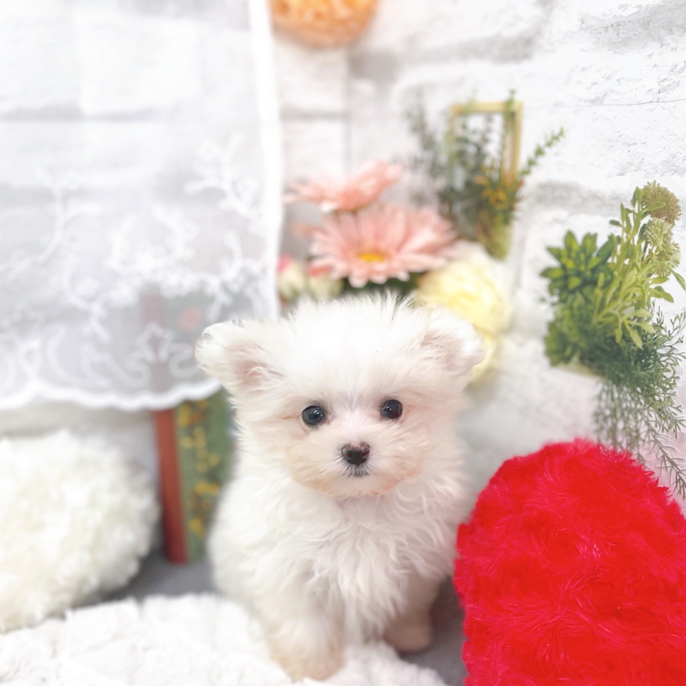 京都府のポメマル/マルポメ(ポメラニアン×マルチーズ) (犬の家＆猫の里京都樟葉店/2025年10月22日生まれ/女の子/ホワイト)の子犬
