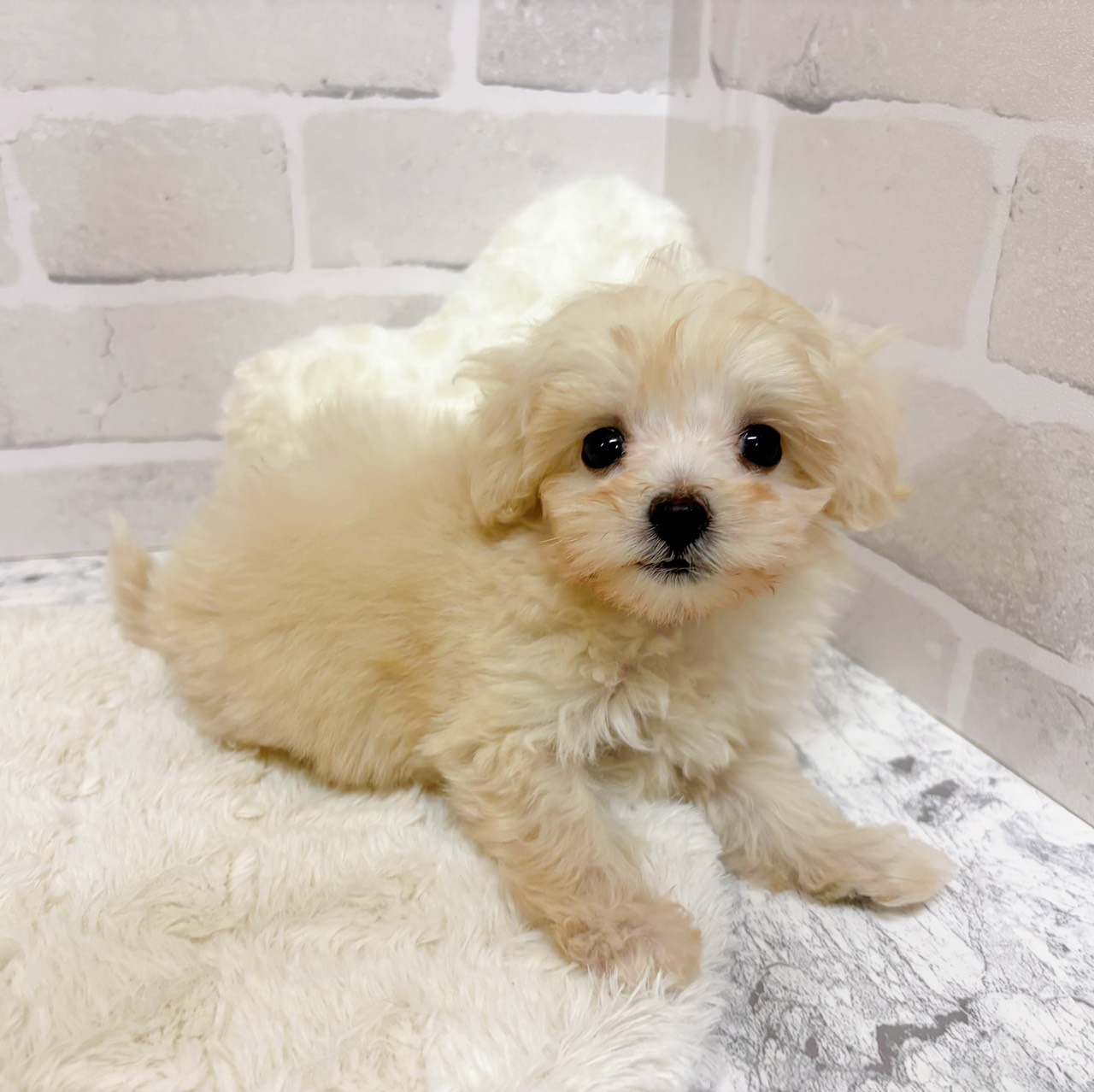 京都府のマルプー(マルチーズ×プードル) (犬の家＆猫の里京都精華店/2025年10月23日生まれ/女の子/クリーム)の子犬の3枚目の画像