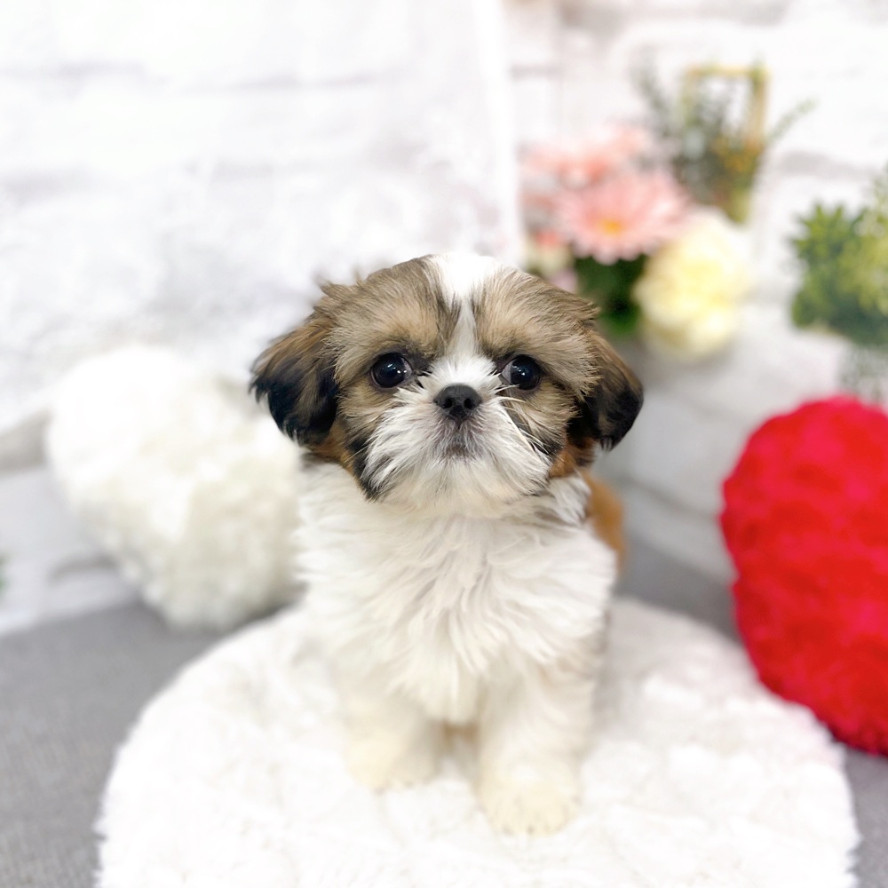 京都府のシーズー (犬の家＆猫の里京都樟葉店/2025年10月20日生まれ/女の子/ホワイトゴールド)の子犬