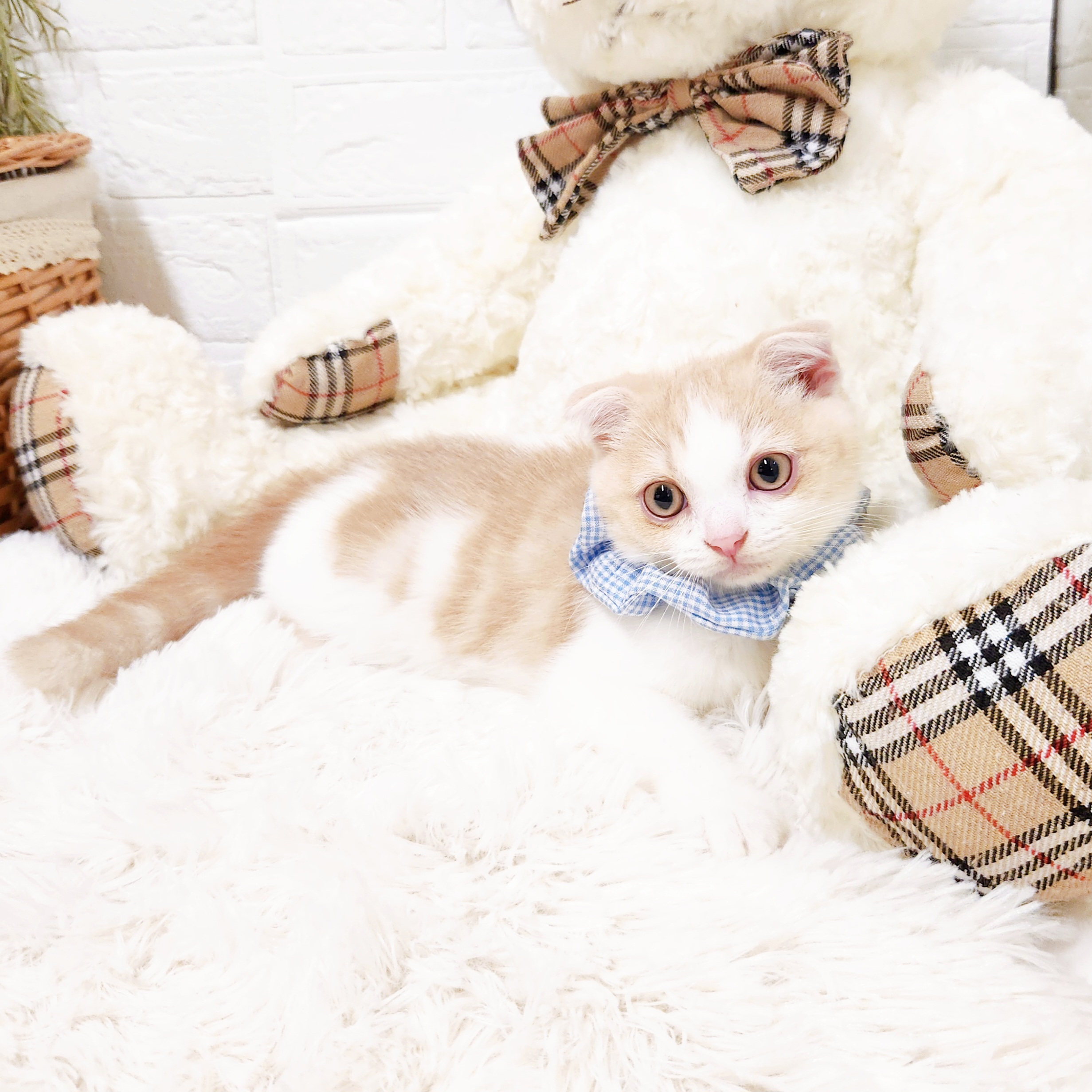 滋賀県のスコティッシュフォールド (犬の家＆猫の里近江八幡店/2025年10月18日生まれ/男の子/クリームタビーホワイト)の子猫の3枚目の画像