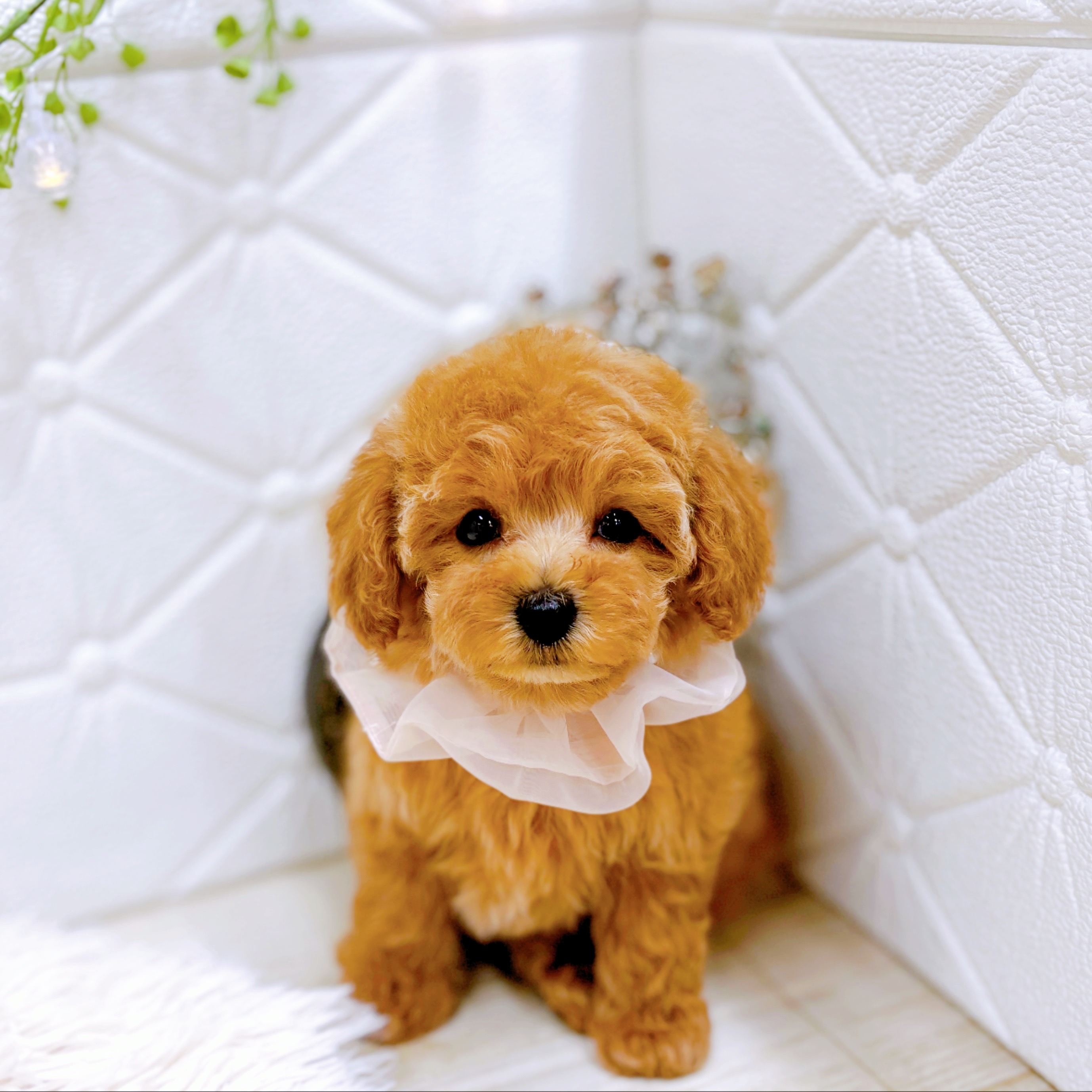 福井県のトイプードル(タイニー) (犬の家＆猫の里アミーゴ福井店/2025年10月15日生まれ/女の子/オレンジフォーン)の子犬の3枚目の画像