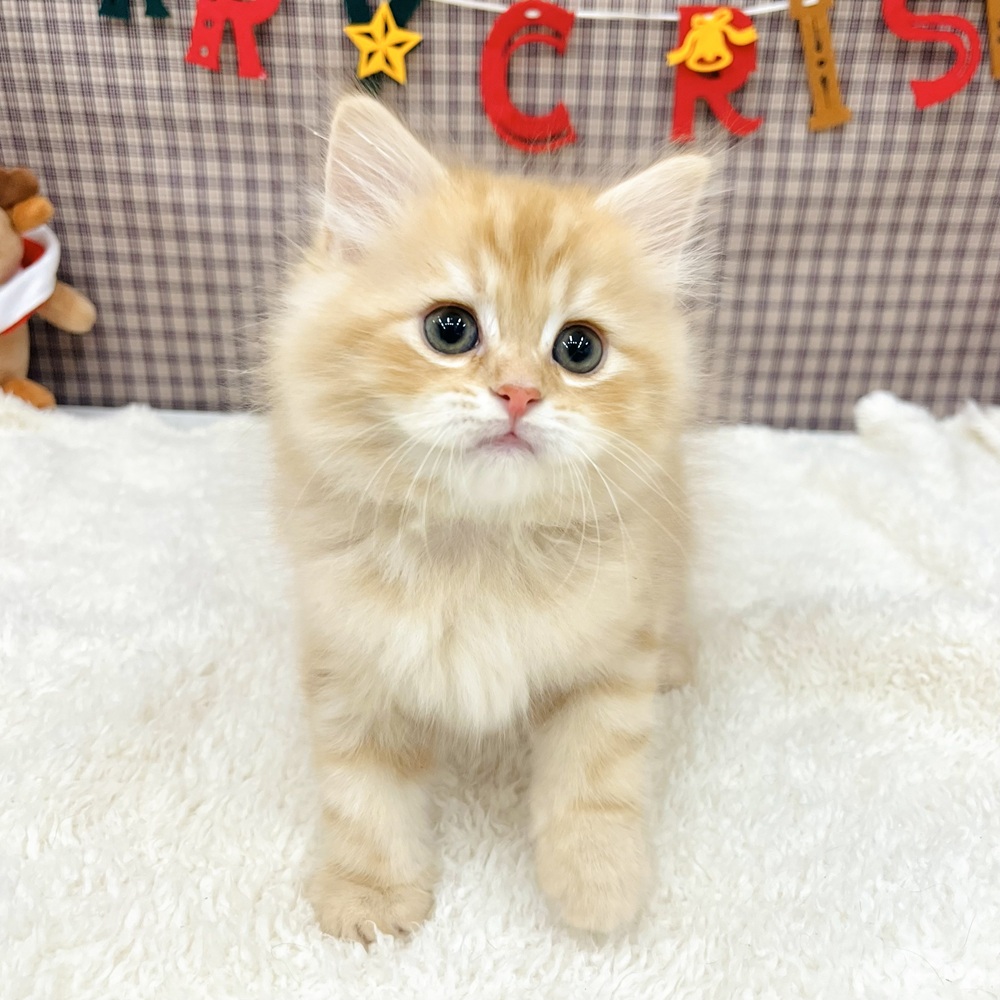 愛知県のサイベリアン (犬の家＆猫の里エアポートウォーク店/2025年10月24日生まれ/男の子/レッドタビーホワイト)の子猫の3枚目の画像