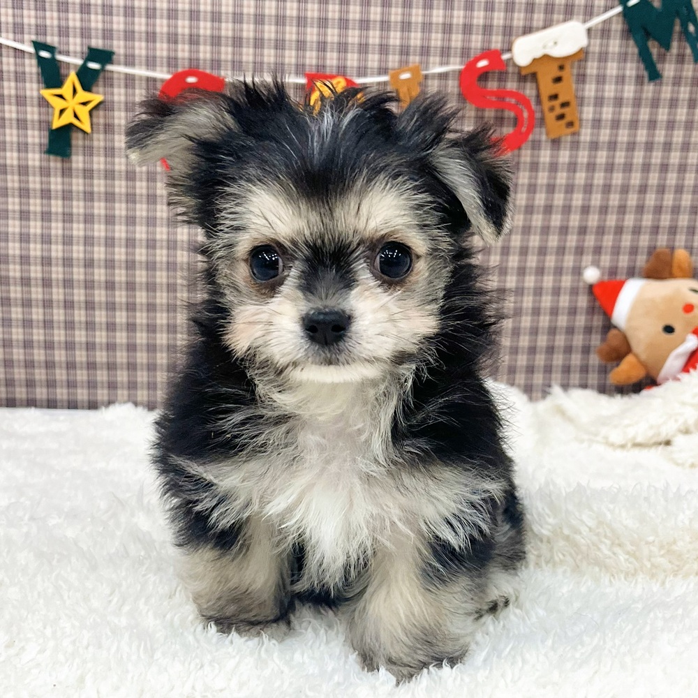 愛知県のチワマル/マルチワ(チワワ×マルチーズ) (犬の家＆猫の里エアポートウォーク店/2025年10月20日生まれ/男の子/ブラッククリームホワイト)の子犬の3枚目の画像