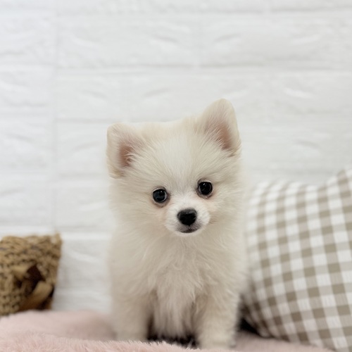 愛知県のポメチワ/チワポメ/ポメチー(ポメラニアン×チワワ) (犬の家＆猫の里豊川インター店/2025年10月20日生まれ/女の子/クリーム)の子犬の1枚目の画像