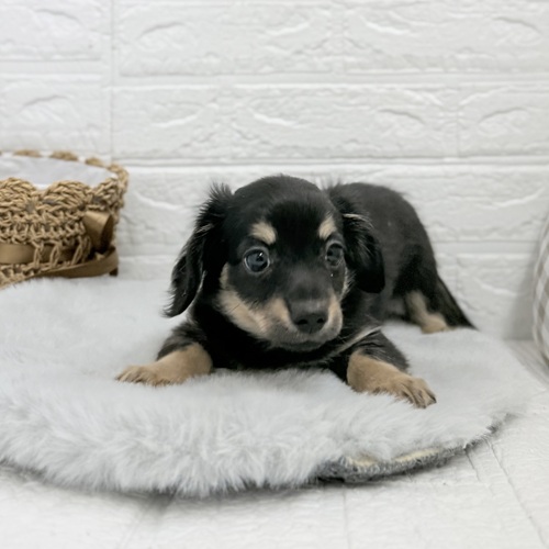 愛知県のチワックス(チワワ×ダックス) (犬の家＆猫の里豊川インター店/2025年10月23日生まれ/男の子/ブラックタン)の子犬の3枚目の画像