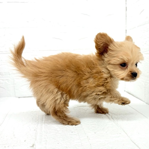 愛知県のチワプー/プーチー(チワワ×プードル) (犬の家＆猫の里豊川インター店/2025年10月22日生まれ/男の子/アプリコット)の子犬の3枚目の画像