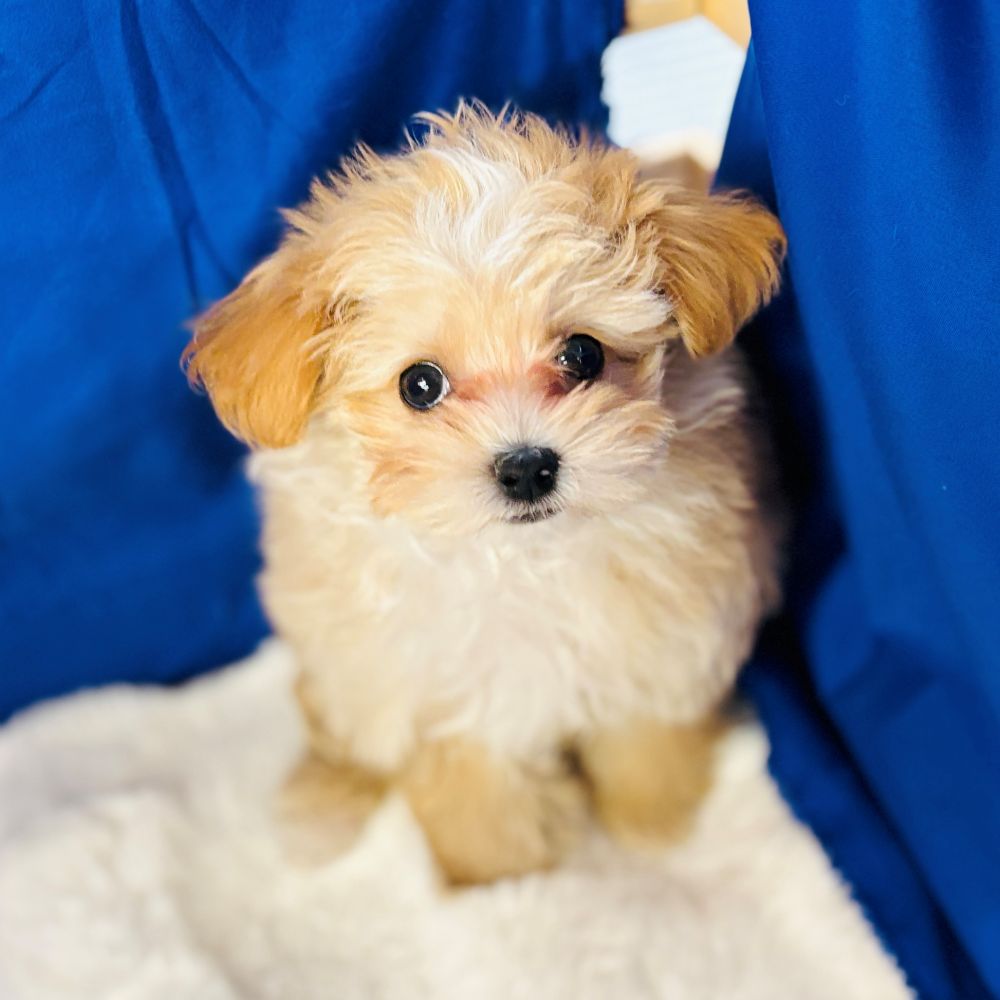 愛知県のマルプー(マルチーズ×プードル) (犬の家＆猫の里愛知刈谷店/2025年10月26日生まれ/男の子/アプリコットホワイト)の子犬の3枚目の画像