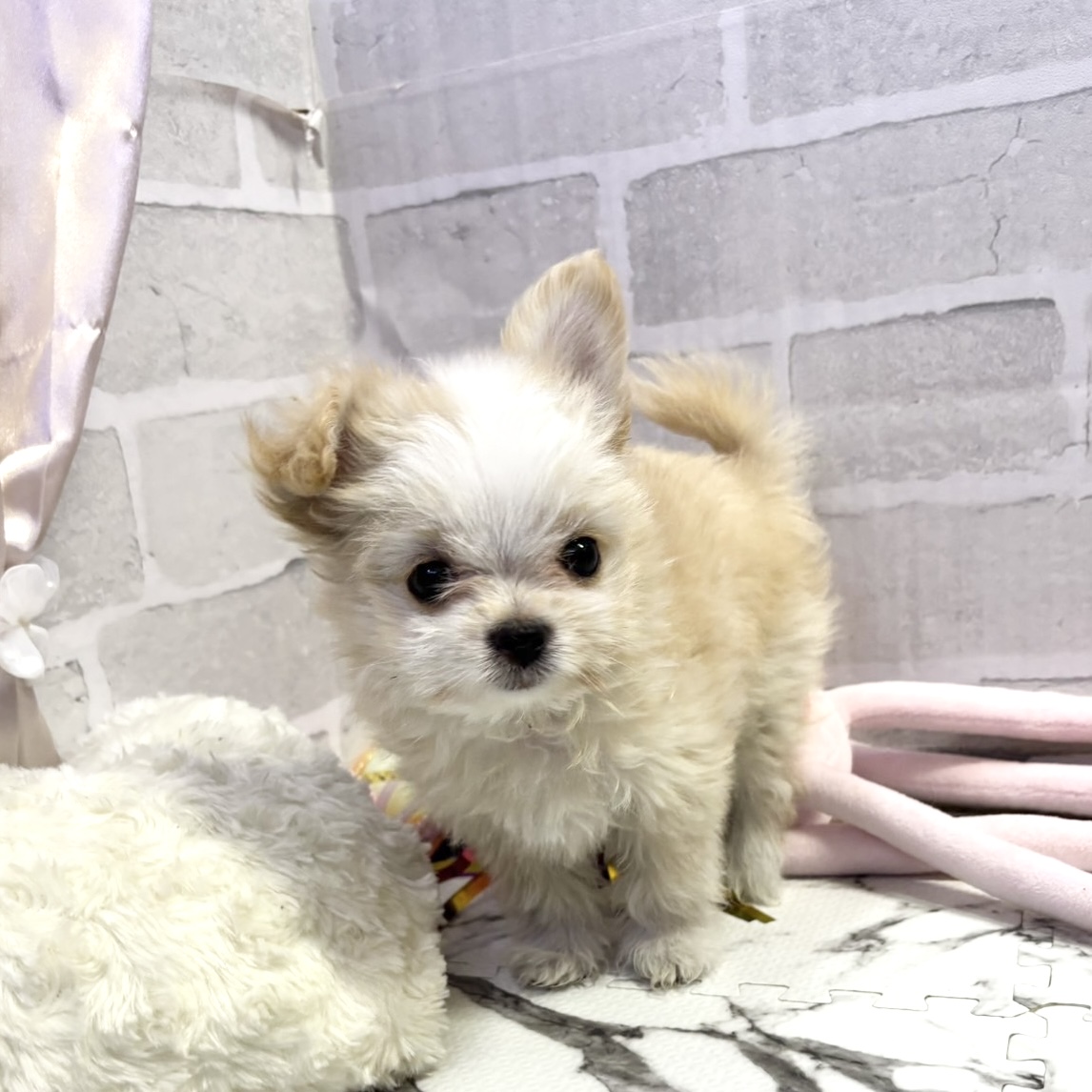 愛知県のチワマル/マルチワ(チワワ×マルチーズ) (犬の家＆猫の里岡崎店/2025年10月24日生まれ/女の子/クリームホワイト)の子犬の3枚目の画像