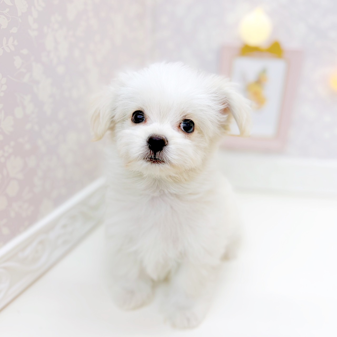 富山県のチワマル/マルチワ(チワワ×マルチーズ) (犬の家＆猫の里富山店/2025年10月24日生まれ/男の子/クリームホワイト)の子犬の3枚目の画像