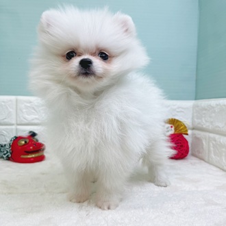 静岡県のポメラニアン (犬の家＆猫の里マークイズ静岡店/2025年10月23日生まれ/男の子/クリーム)の子犬の3枚目の画像