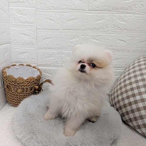 愛知県のポメラニアン (犬の家＆猫の里豊川インター店/2025年10月23日生まれ/男の子/パーティーカラー)の子犬の3枚目の画像