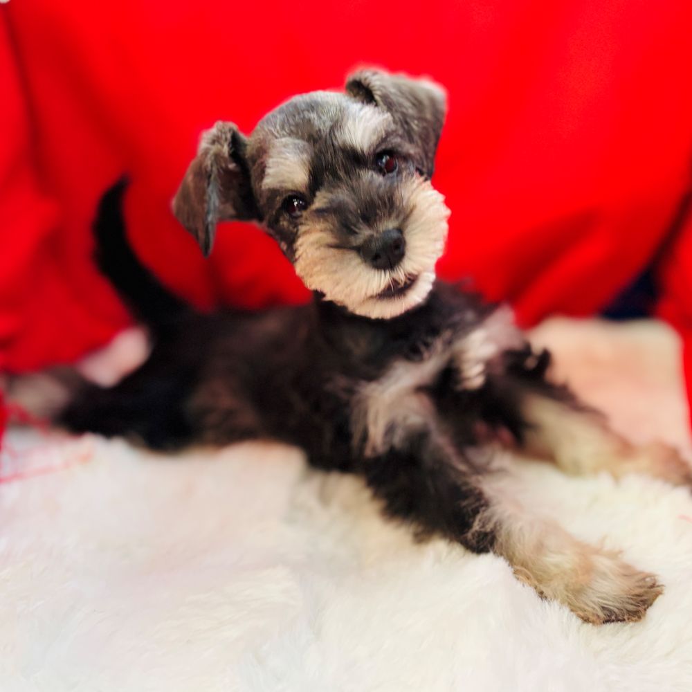 愛知県のミニチュアシュナウザー (犬の家＆猫の里愛知刈谷店/2025年10月23日生まれ/女の子/ソルトペッパー)の子犬の3枚目の画像