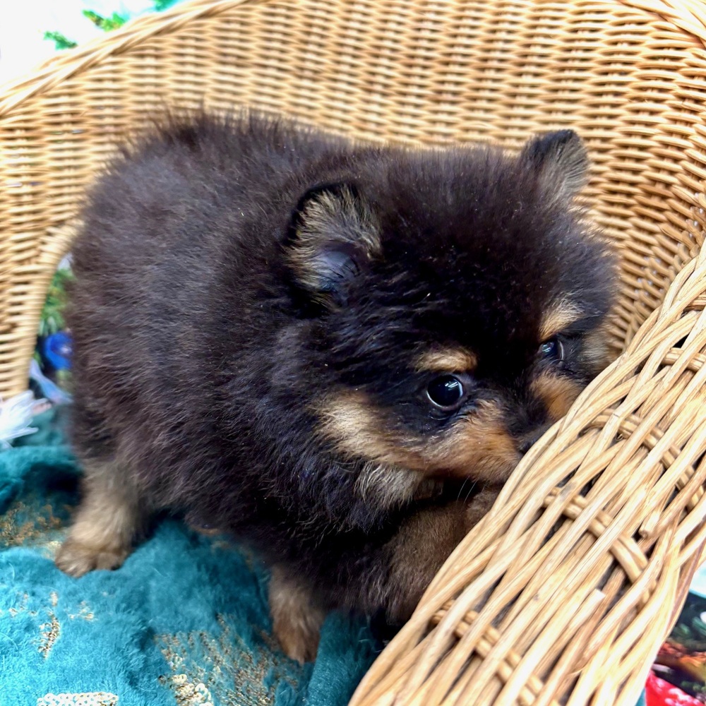 愛知県のポメラニアン (犬の家＆猫の里名古屋天白店/2025年10月25日生まれ/男の子/ブラックタン)の子犬の3枚目の画像