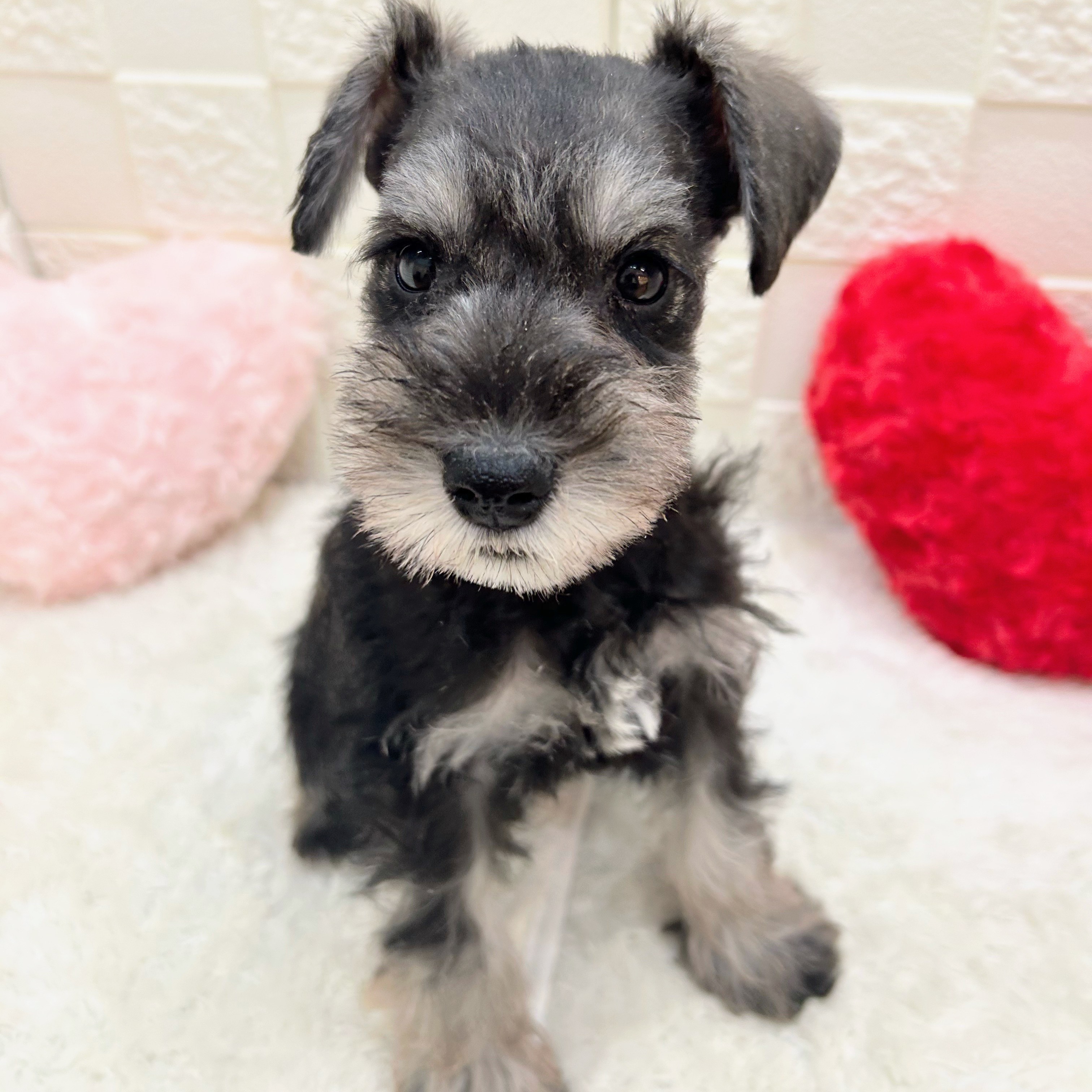 愛知県のミニチュアシュナウザー (犬の家＆猫の里アミーゴ神の倉店/2025年10月23日生まれ/男の子/ソルトペッパー)の子犬の3枚目の画像