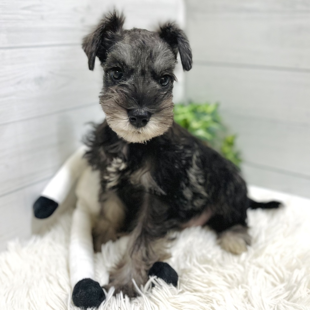愛知県のミニチュアシュナウザー (犬の家＆猫の里豊田店/2025年10月23日生まれ/女の子/ソルトペッパー)の子犬の3枚目の画像