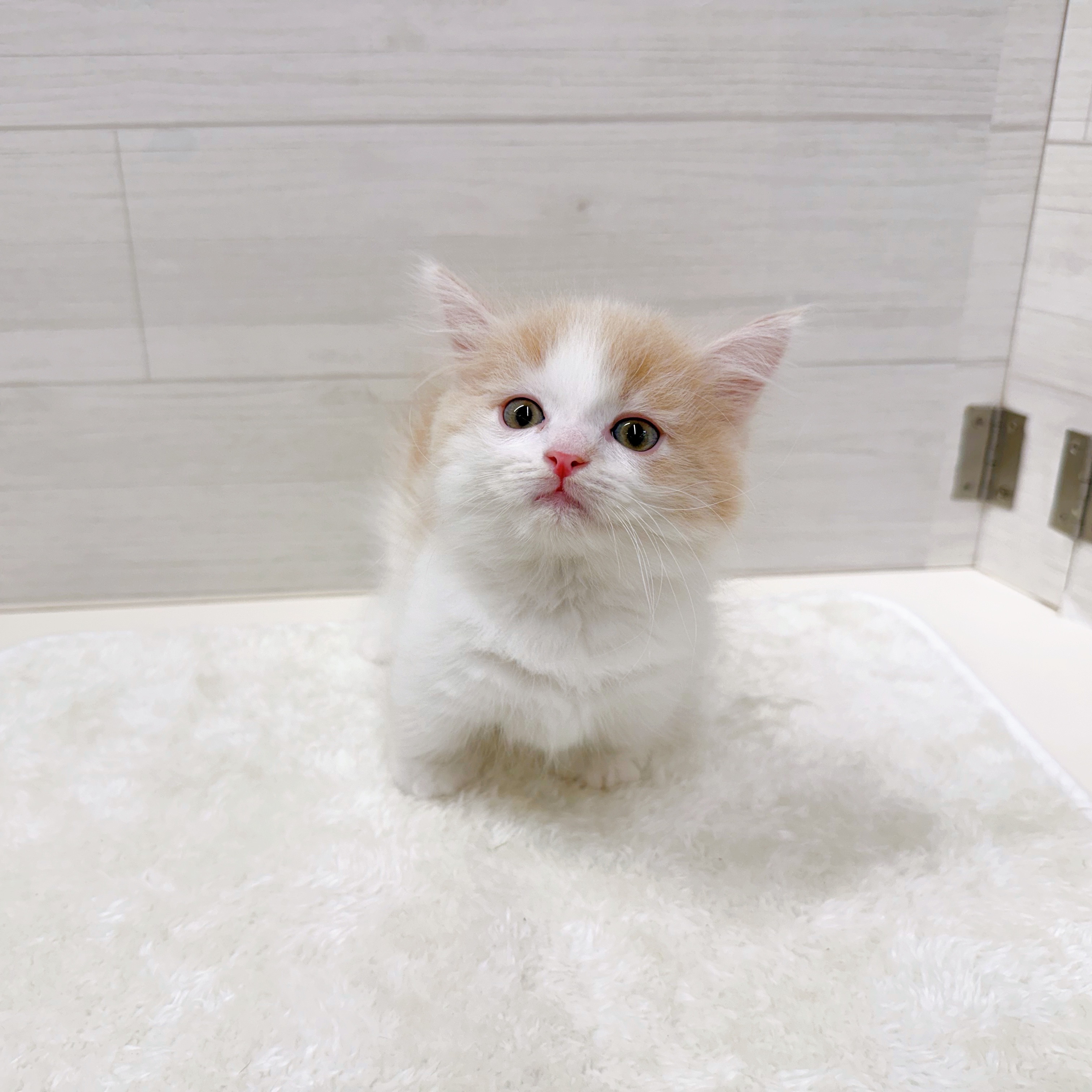 石川県のミヌエット (犬の家＆猫の里アミーゴ金沢おこばた店/2025年10月24日生まれ/男の子/クリームタビーホワイト)の子猫の3枚目の画像