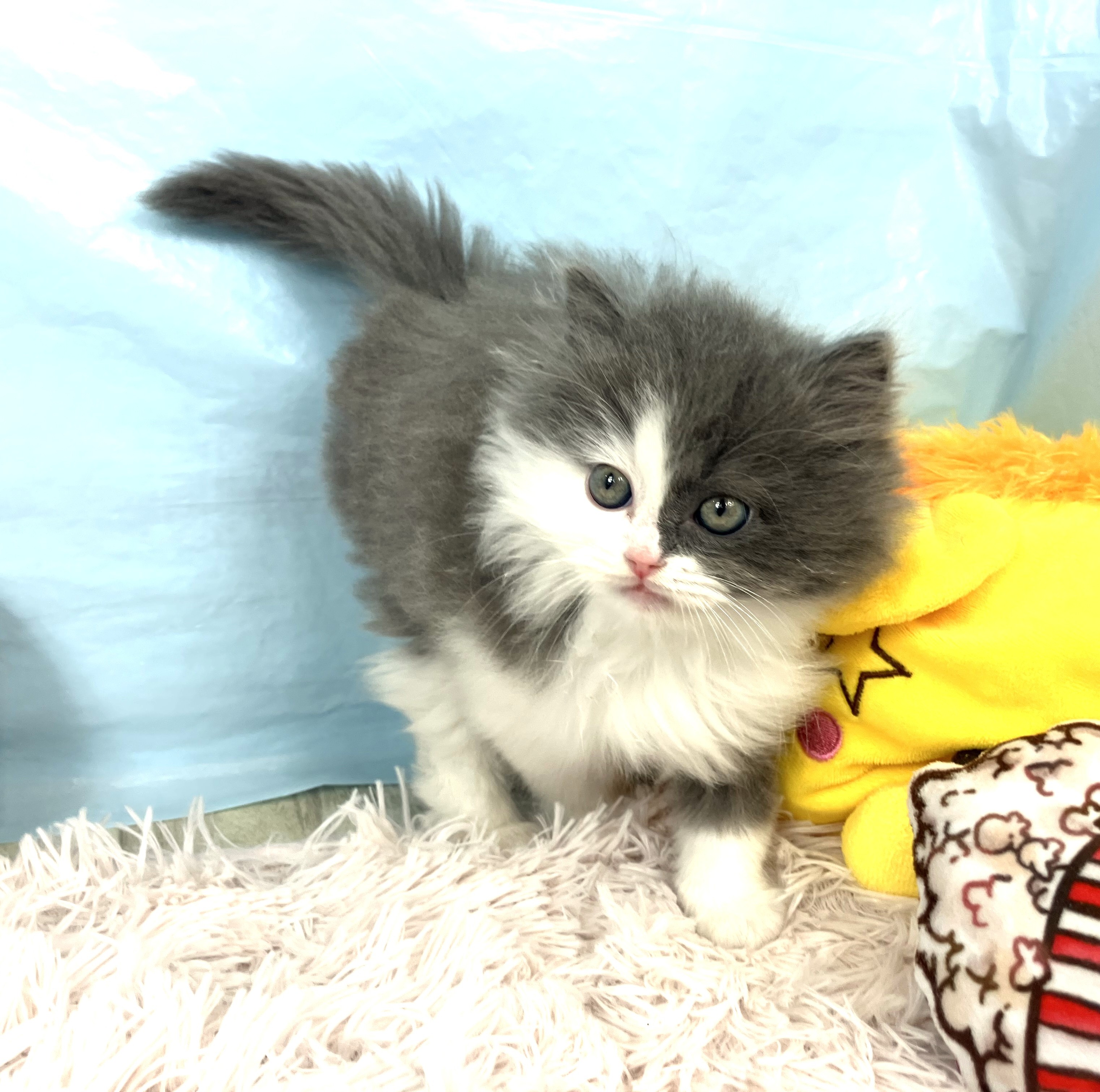 兵庫県のサイベリアン (犬の家＆猫の里川西店/2025年10月20日生まれ/男の子/ブルータビーホワイト)の子猫の3枚目の画像