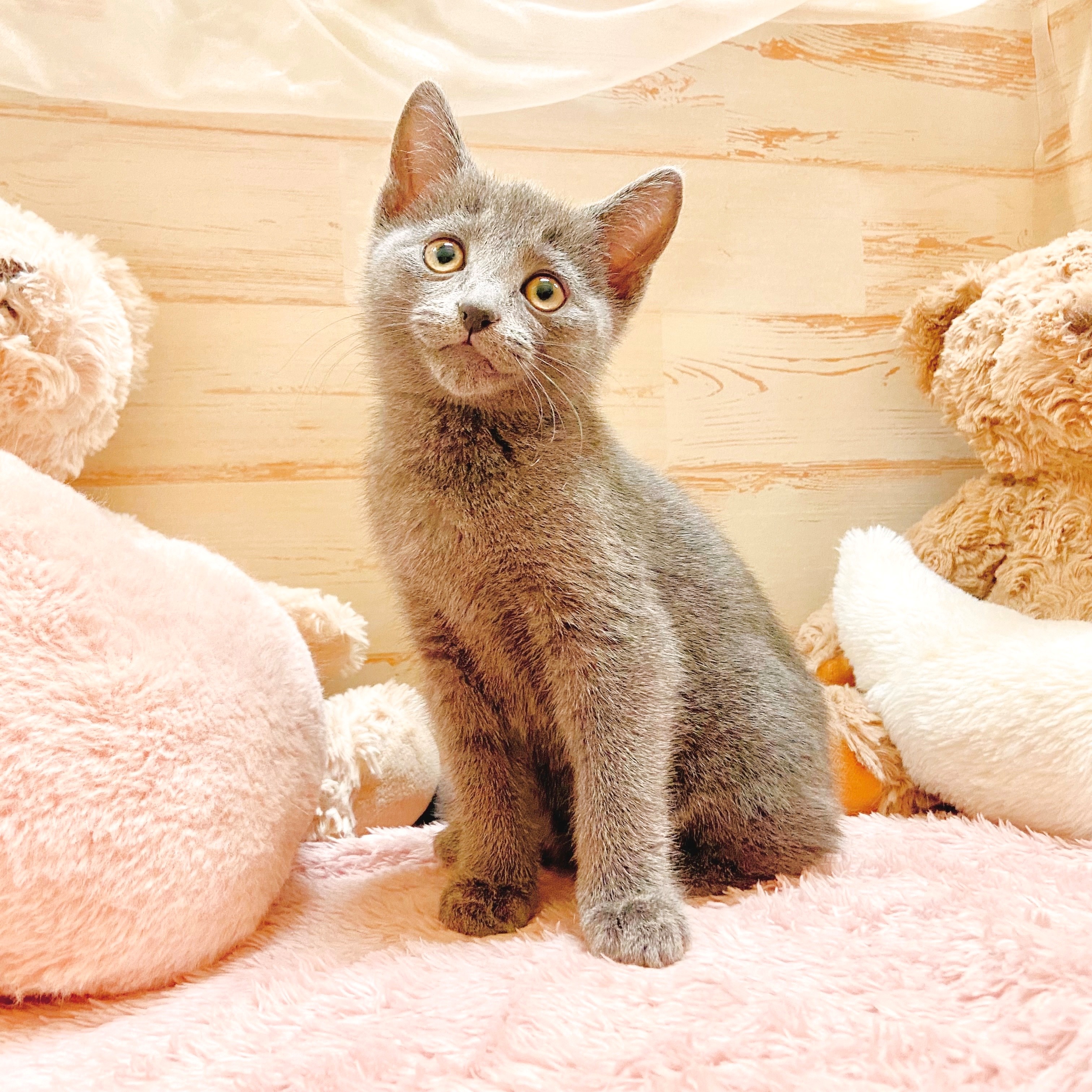 兵庫県のロシアンブルー (犬の家＆猫の里神戸店/2025年10月15日生まれ/男の子/ブルー)の子猫の3枚目の画像