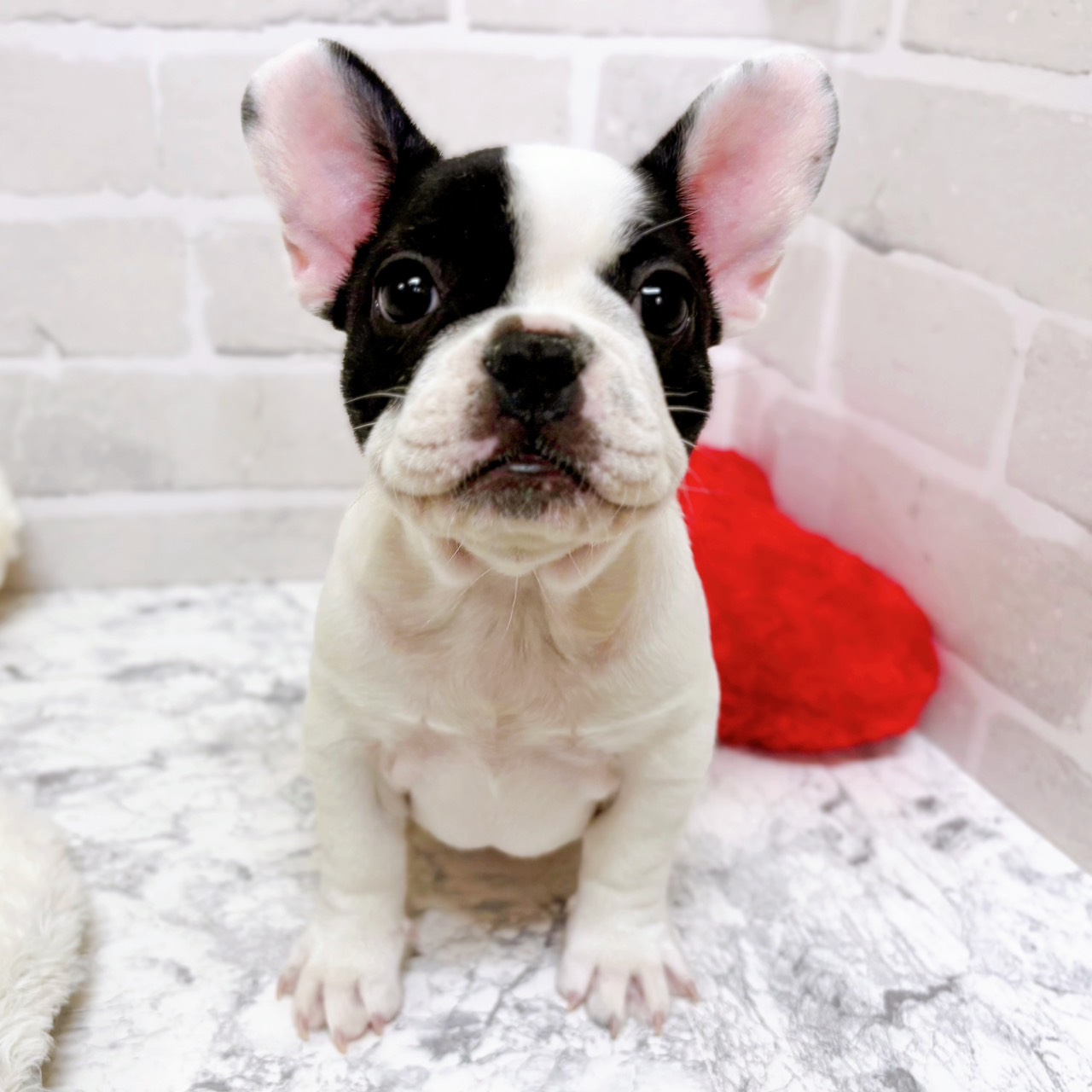 京都府のフレンチブルドッグ (犬の家＆猫の里京都精華店/2025年10月21日生まれ/女の子/パイド)の子犬の1枚目の画像