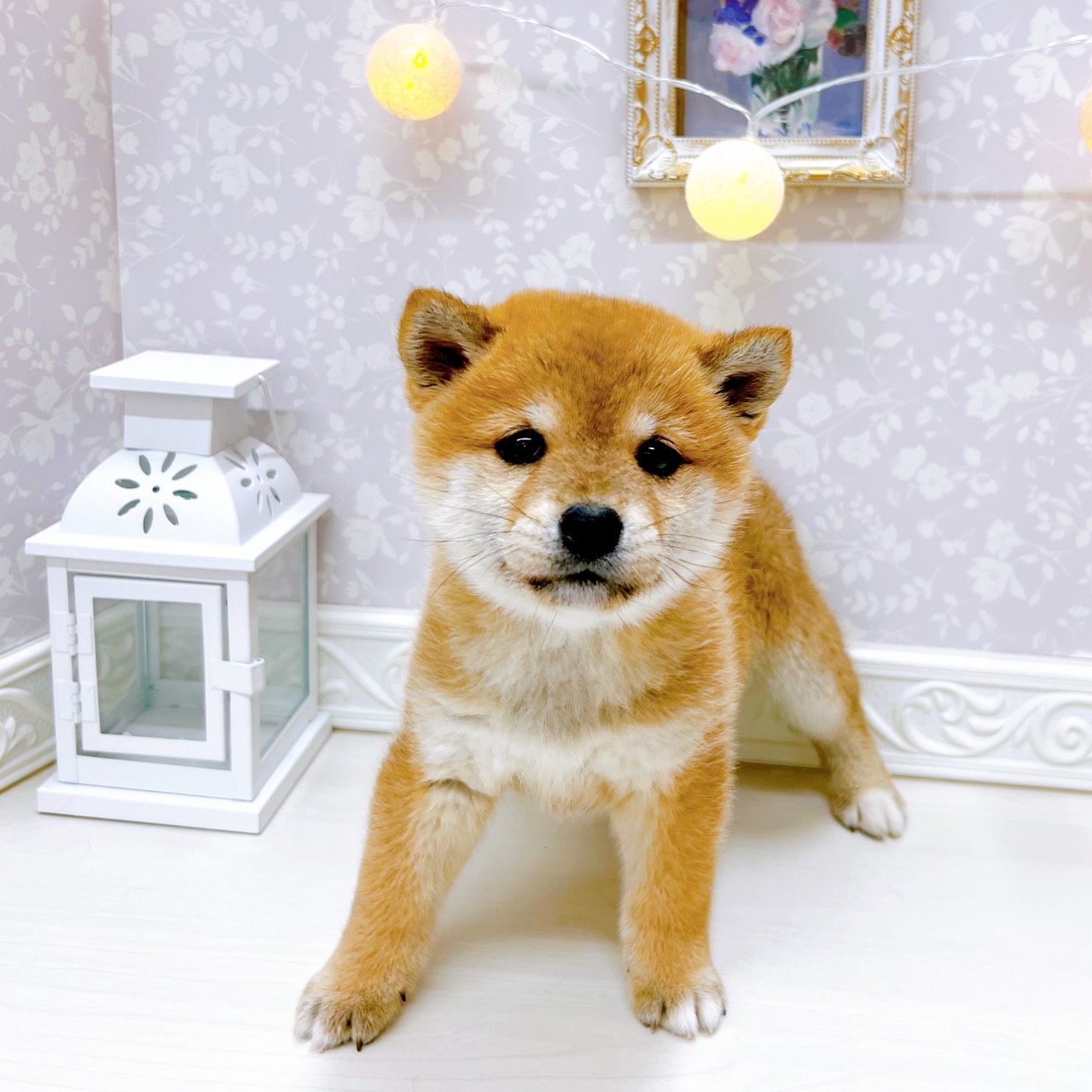 富山県の柴犬(標準サイズ) (犬の家＆猫の里アミーゴ山室店/2025年10月26日生まれ/女の子/赤)の子犬の3枚目の画像