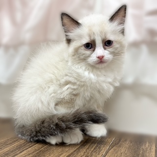 兵庫県のラグドール (犬の家＆猫の里カナート西神戸店/2025年10月26日生まれ/女の子/シールポイントバイカラー)の子猫の1枚目の画像